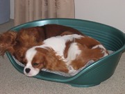 honden foto van Willie