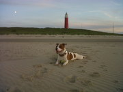 honden foto van Nick Bullens