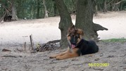 honden foto van patricia schutte