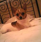 honden foto van Dionne & Kees