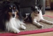 honden foto van Anja 