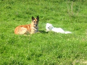 honden foto van Hetty