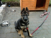 honden foto van Arsen