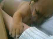 honden foto van Happy Dogs