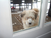 honden foto van niels