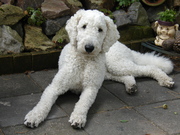 honden foto van mariska