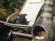 honden foto van karin