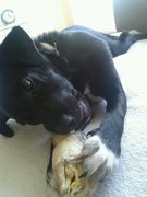 honden foto van Mirjam & Liz