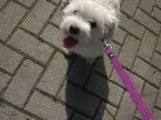 honden foto van vonnie