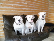 honden foto van johnny en de bulldogs