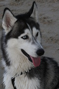 honden foto van Paul