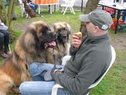 honden foto van triumph