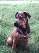 honden foto van angela