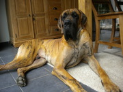 honden foto van Sabine Eeckelaert