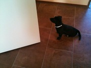 honden foto van petra van der kolk