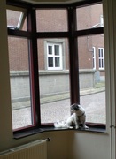 honden foto van Magdalena 