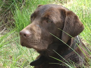 honden foto van Carla Akkermans