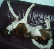 honden foto van Valentina