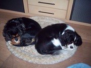 honden foto van Myriam 