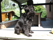 honden foto van Vicky 