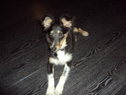 honden foto van Wendy