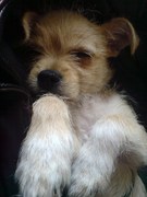 honden foto van Bumper