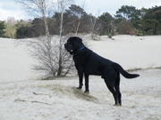 honden foto van DADW