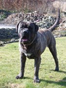 honden foto van Lieve Jacobs