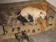 honden foto van de beestenbende