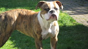 honden foto honden foto van Miss-Yara