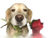 honden foto van An en Marley