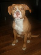 honden foto van yannick