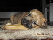 honden foto van Piet Noppers