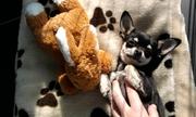 honden foto van Minnie