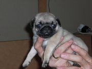 honden foto van Betsie de Wijs