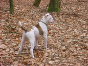 honden foto van angelique