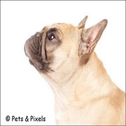 honden foto van Joy & Noa
