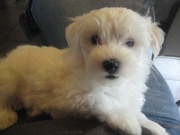 honden foto honden foto van an