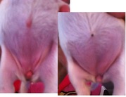 honden foto van patricia