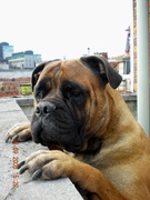 honden foto van Marleen Van Hove