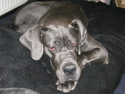 honden foto van Karin van Kees