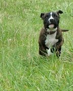 honden foto van Jimmy -Anneke - doggy's: Zoë en Angie