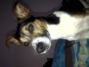 honden foto van Maxime