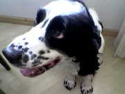 honden foto van gabriele