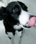 honden foto van Jackie