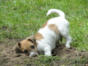 honden foto van Niesje & Pim