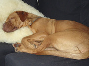 honden foto van marion