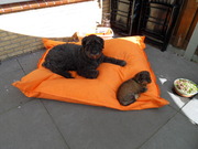 honden foto van jenny