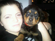 honden foto honden foto van joyce