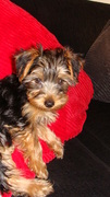 honden foto van christa 